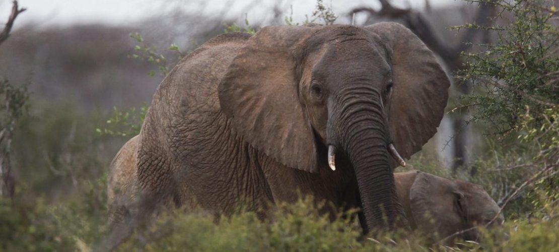 Weniger Elefanten als gedacht