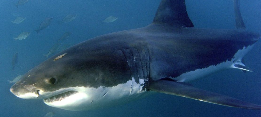 Diese Tierarten sind bedroht