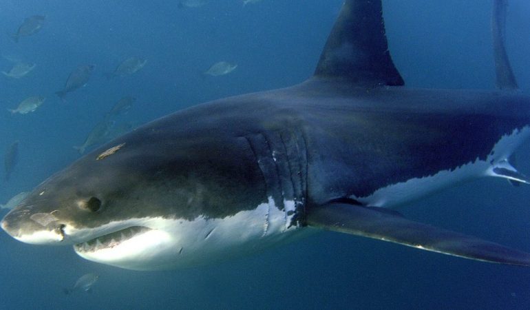 Diese Tierarten sind bedroht