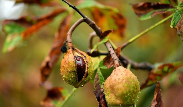 Wann beginnt der Herbst?