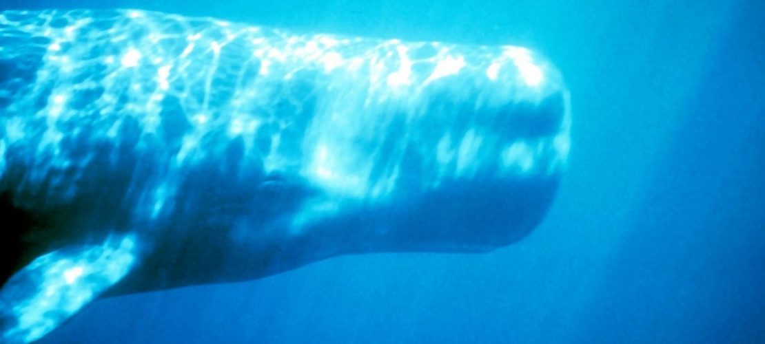 Warum ist Moby Dick so berühmt?
