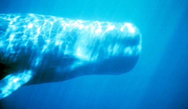 Warum ist Moby Dick so berühmt?