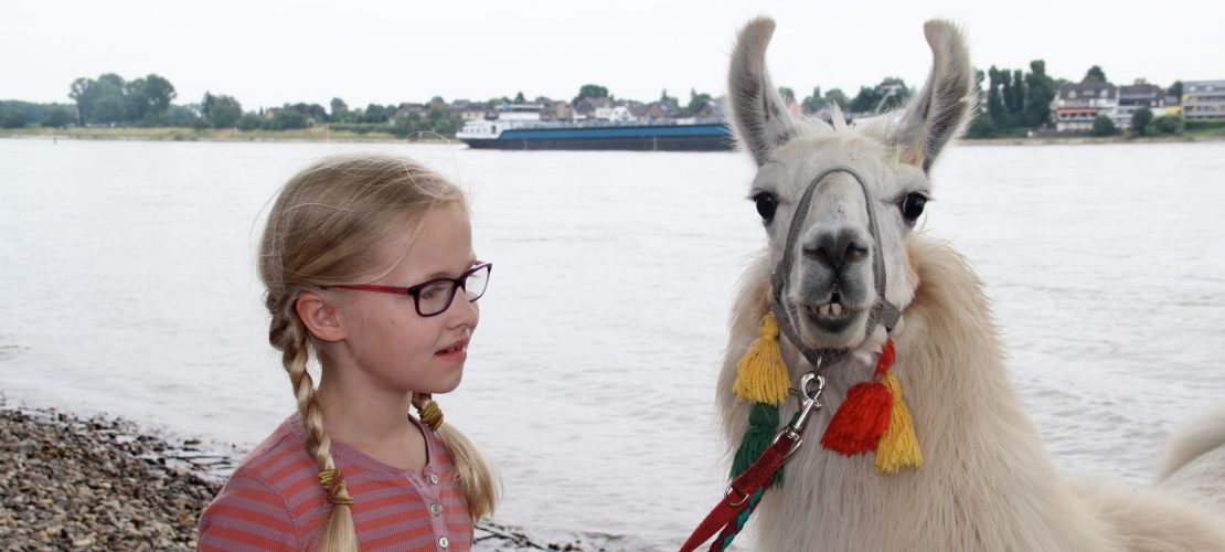 Spaziergang mit Lama
