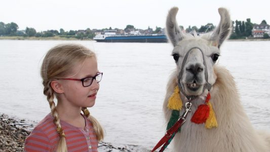 Spaziergang mit Lama
