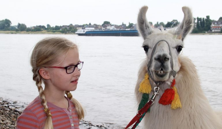 Spaziergang mit Lama