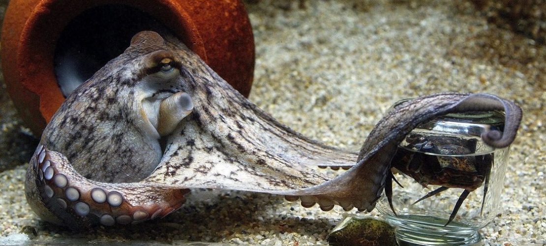 Ausbrecher mit acht Armen