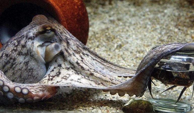 Ausbrecher mit acht Armen