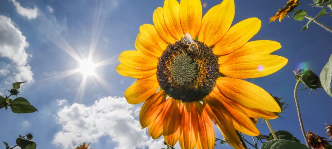 Gibt es Länder, in denen immer Sommer ist?