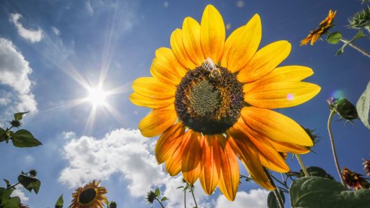 Gibt es Länder, in denen immer Sommer ist?