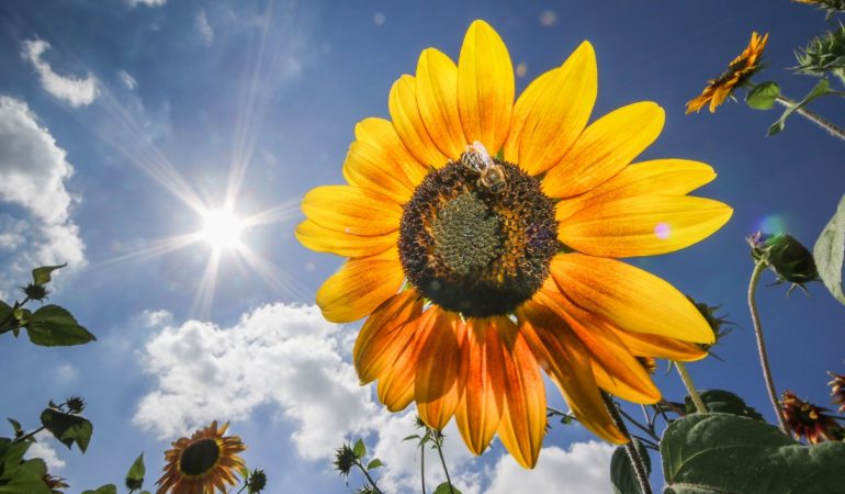 Gibt es Länder, in denen immer Sommer ist?