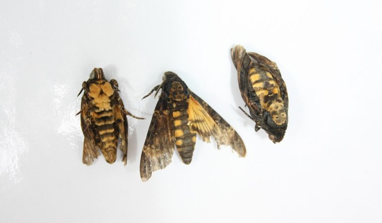 Gibt es im Tierreich Diebe?