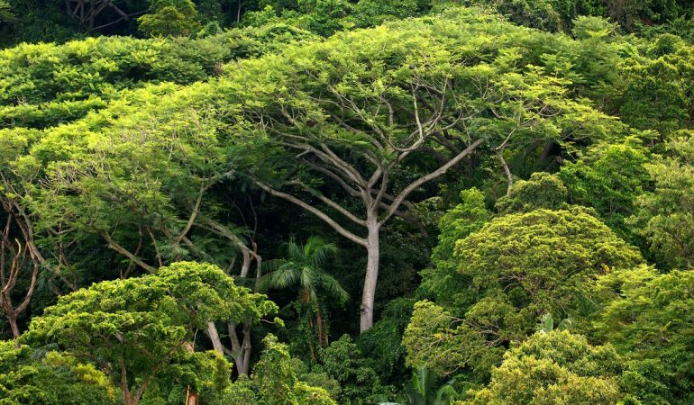 Warum ist der Regenwald in Gefahr?