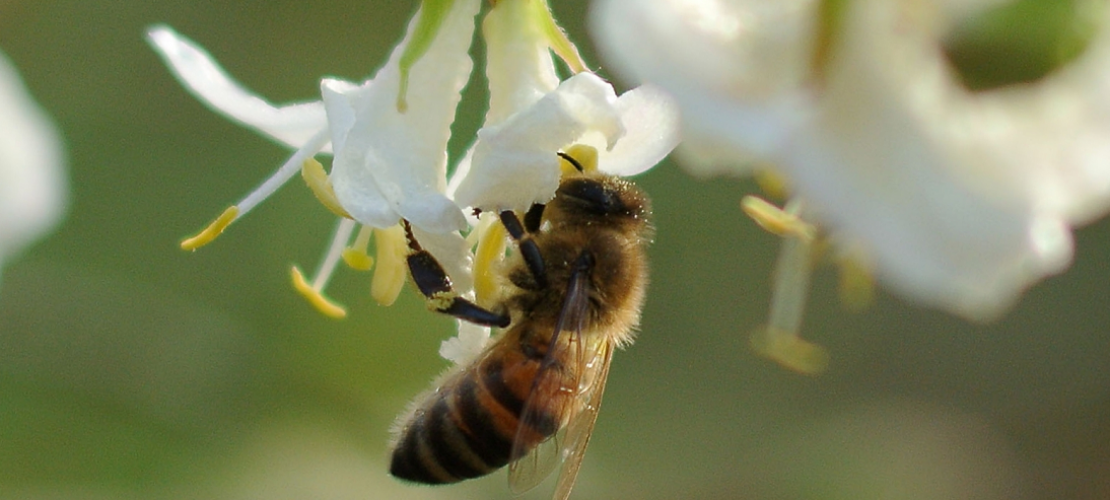 Warum sterben so viele Insekten?