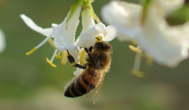 Warum sterben so viele Insekten?