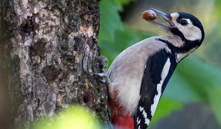 Bekommen Spechte vom Klopfen Kopfweh?