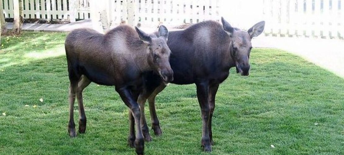 Da steht ein Elch vor der Tür!