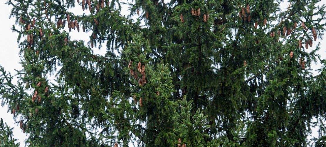 Welcher ist der Baum des Jahres?