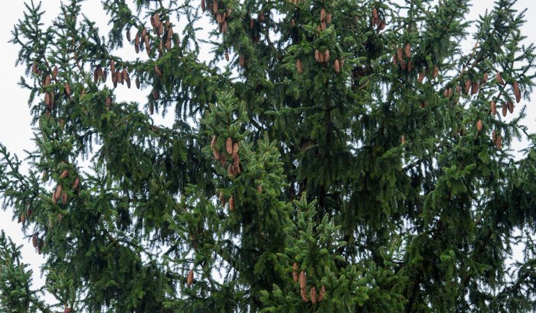 Welcher ist der Baum des Jahres?