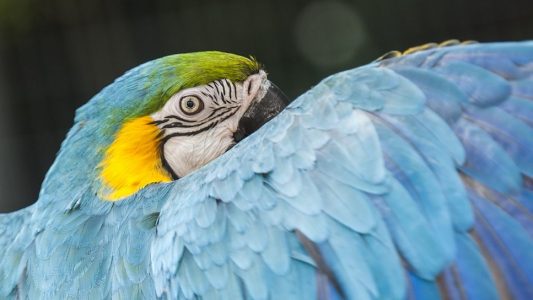 Die ältesten Tiere der Welt