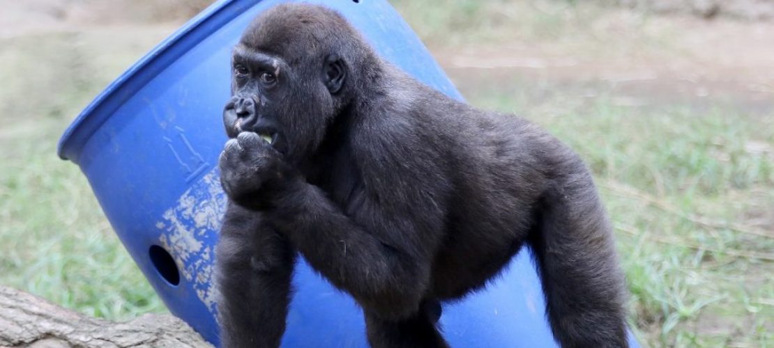 Gorilla zieht um