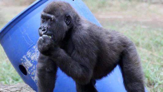 Gorilla zieht um