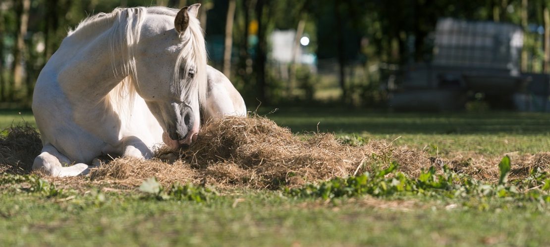 Klick-Tipp: Alles über Ponys