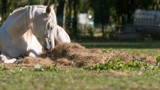 Klick-Tipp: Alles über Ponys