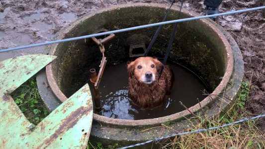 Schnuffs stinkiger Spaziergang