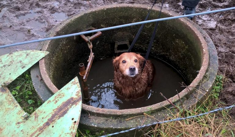 Schnuffs stinkiger Spaziergang