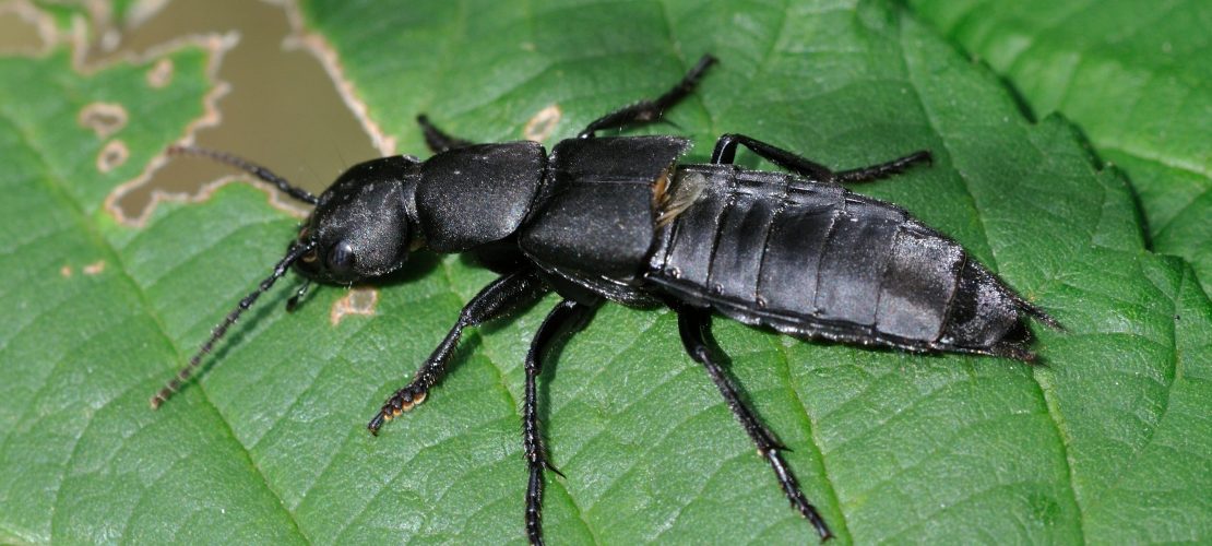 Was kann der Schwarze Moderkäfer?