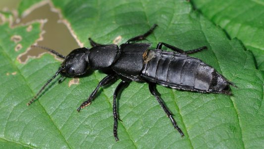 Was kann der Schwarze Moderkäfer?