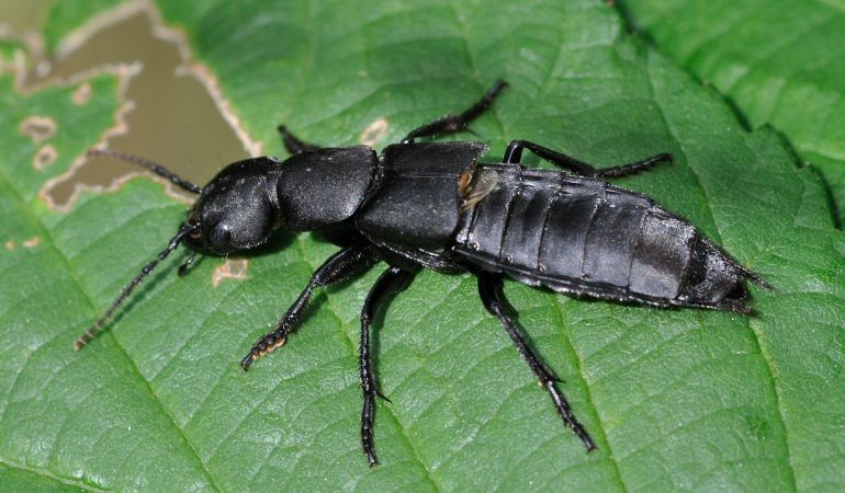Was kann der Schwarze Moderkäfer?