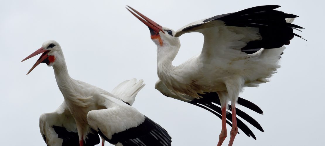 Bringen Störche Babys?