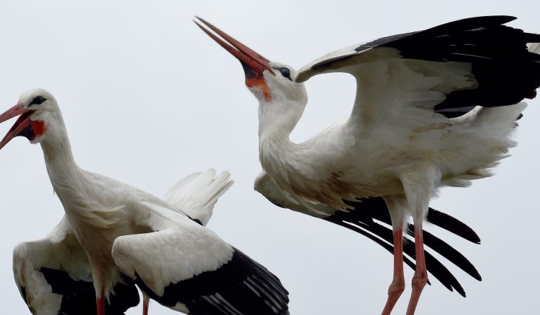 Bringen Störche Babys?