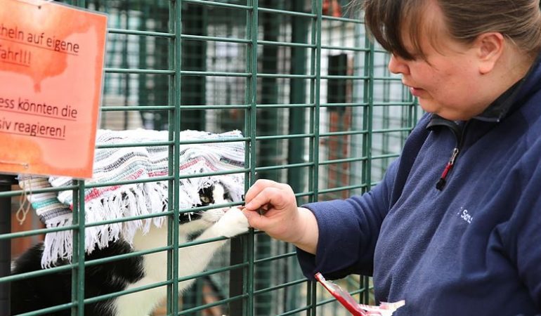 So sieht der Alltag im Tierheim aus
