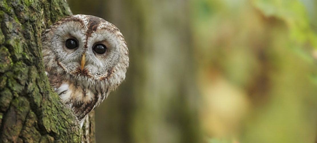 Welcher ist der Vogel des Jahres?