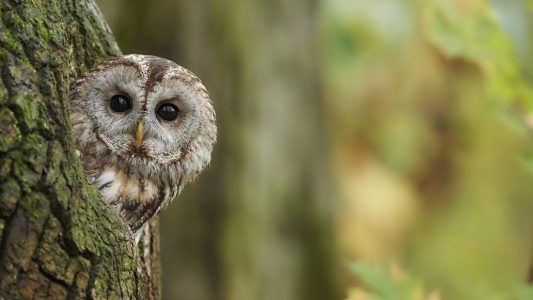 Welcher ist der Vogel des Jahres?