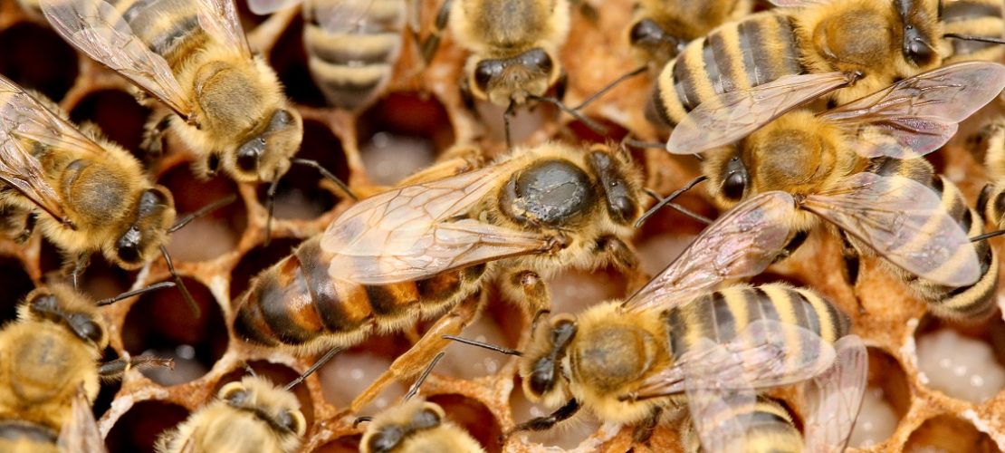 Wie überwintern Honigbienen?