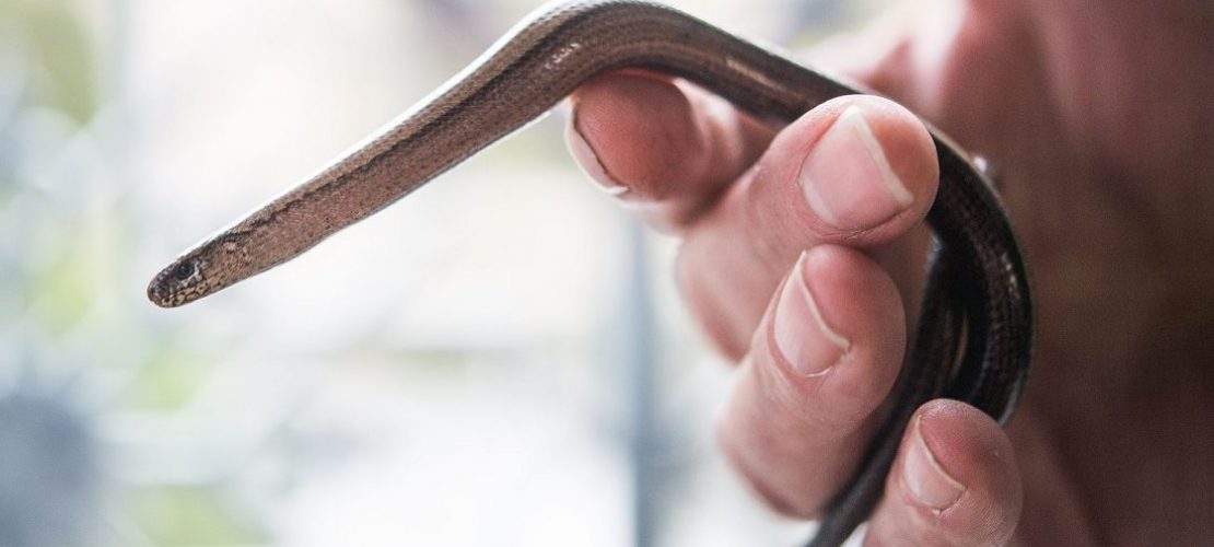 Ist die Blindschleiche eine Schlange?