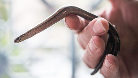 Ist die Blindschleiche eine Schlange?