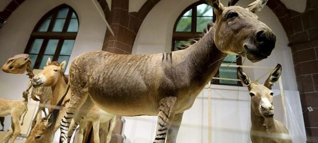 Wie heißt das Kind von Zebra und Esel?