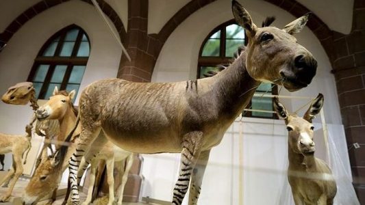 Wie heißt das Kind von Zebra und Esel?