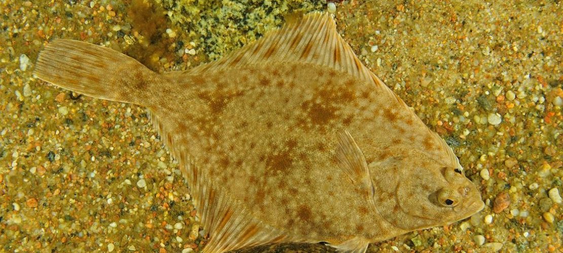 Welcher ist der Fisch des Jahres?