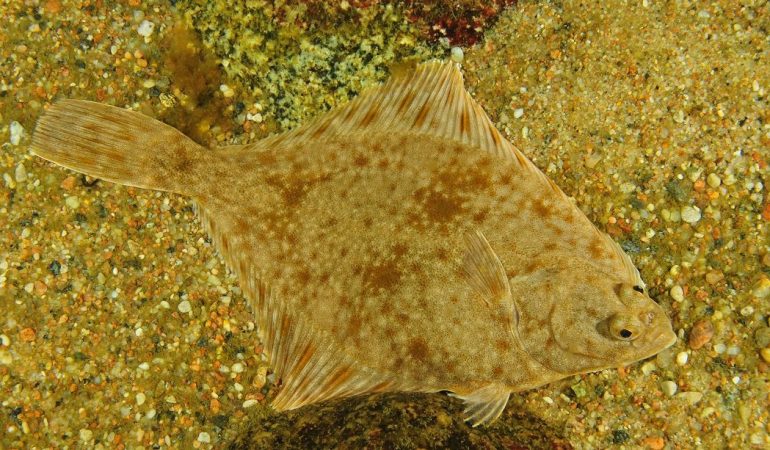 Welcher ist der Fisch des Jahres?