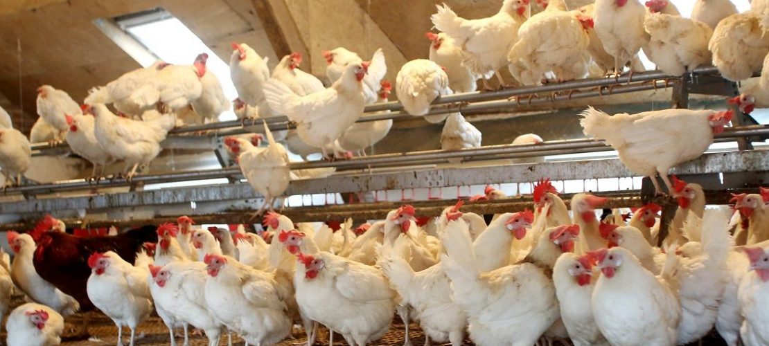 Warum bleiben Vögel im Stall?