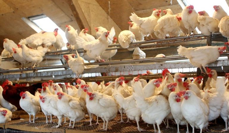 Warum bleiben Vögel im Stall?