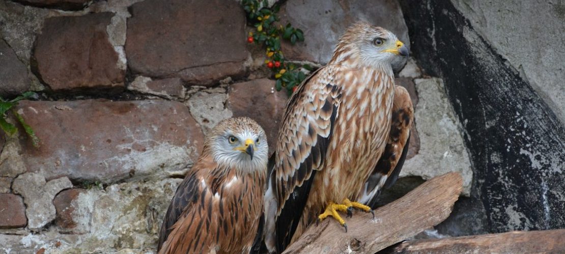 Rotmilane sind in Gefahr