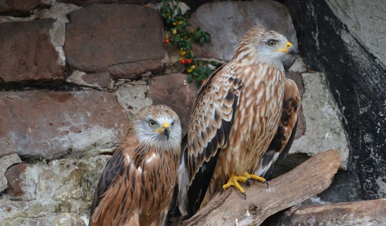 Rotmilane sind in Gefahr