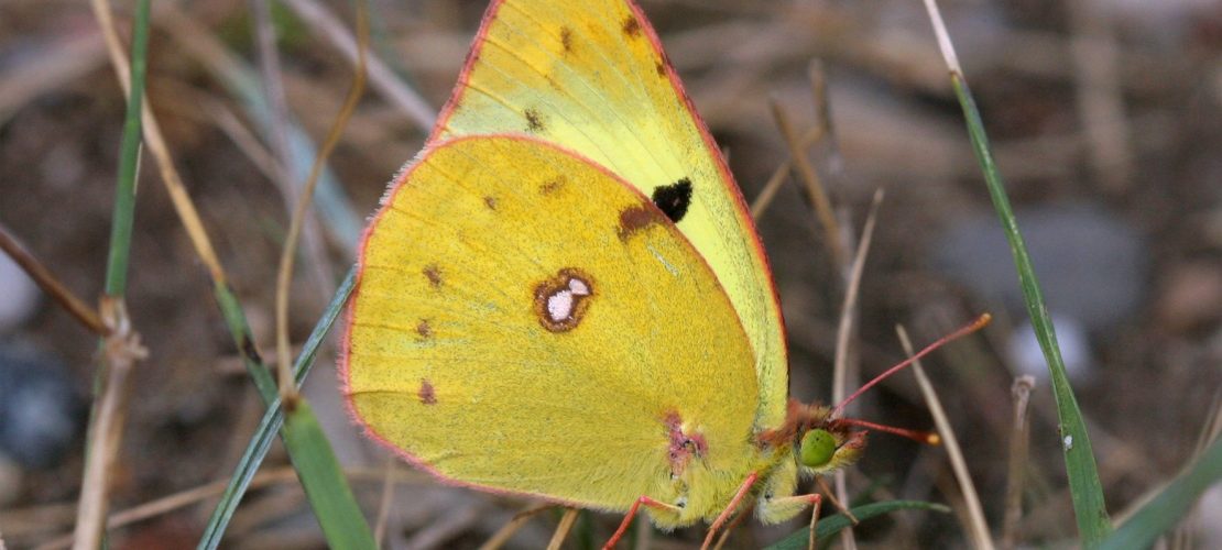 Schmetterling des Jahres