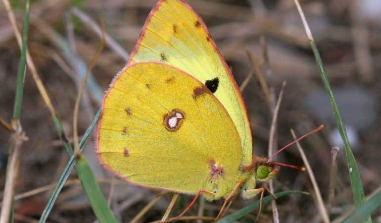Schmetterling des Jahres